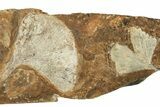 Two Fossil Ginkgo Leaves From North Dakota - Paleocene #215475-3